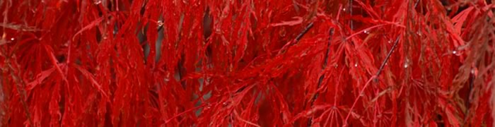 Maple free 3d model download — 3D model download