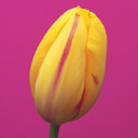 Flower free 3d model download — 3D model download