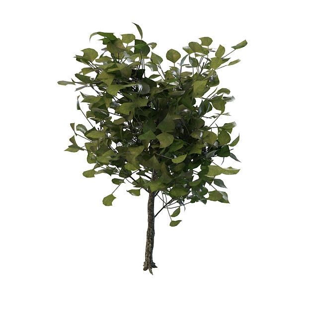 Decorative tree for landscaping 3d model download — 3D model download