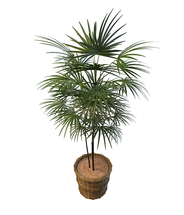 Potted fan palm tree plant 3d model download — 3D model download