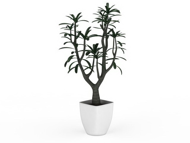 Small potted tree plant 3d model download — 3D model download