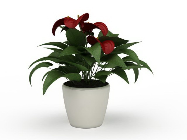 Potted flamingo flower 3d model download — 3D model download