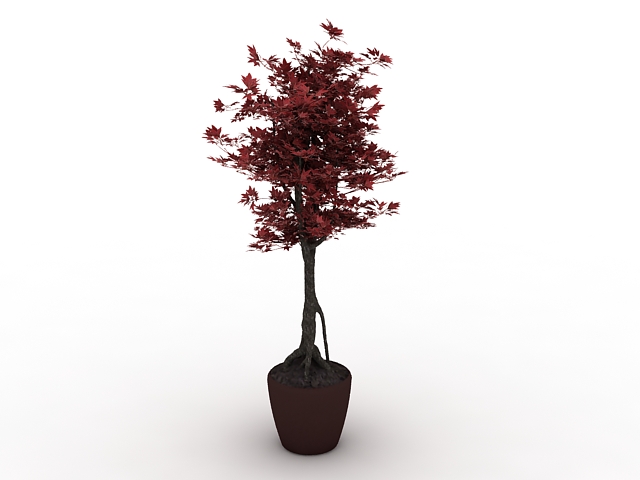 Potted Japanese maple tree 3d model download — 3D model download