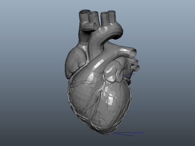 Animated Human Heart 3d model download — 3D model download