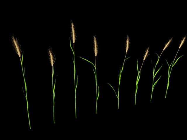 Reed Grass Plant 3d model download — 3D model download
