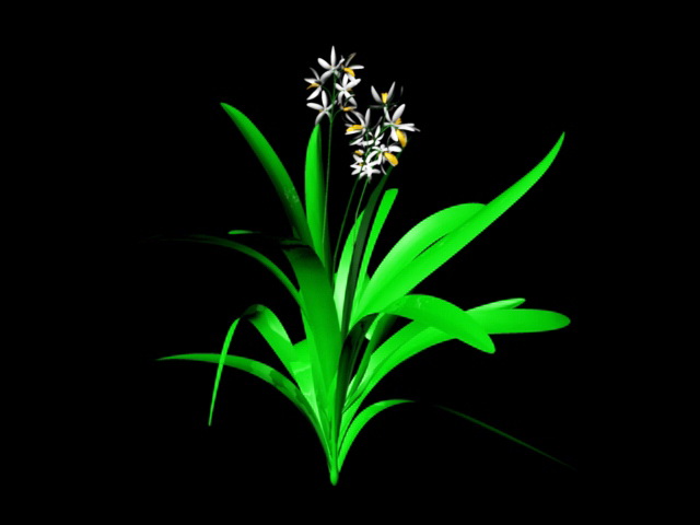 Ground Orchids Plants 3d model download — 3D model download