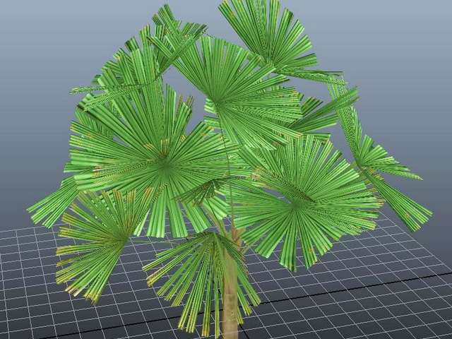 Mangrove Fan Palm 3d model download — 3D model download