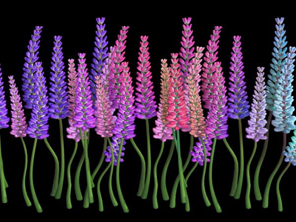 Lavender Flowers 3d model download — 3D model download