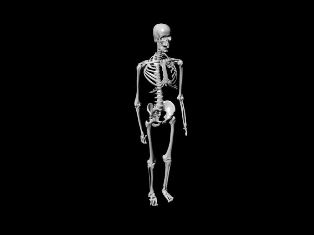 Human Anatomy Skeleton 3d model download — 3D model download
