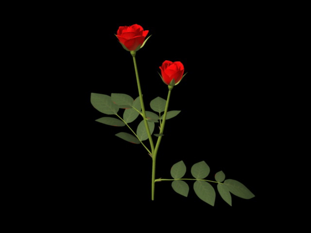 Red Rose Branch 3d model download — 3D model download