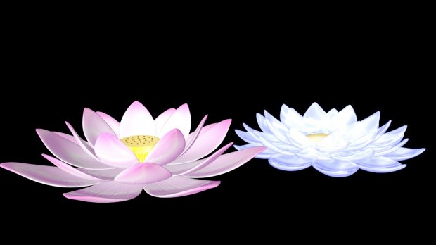 Water Lily Flowers 3d model download — 3D model download
