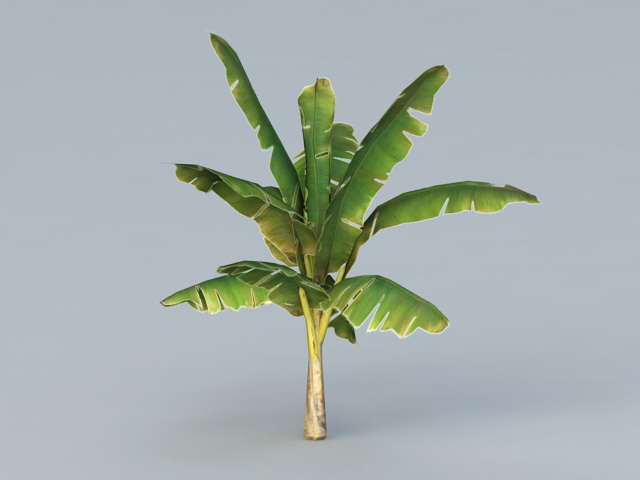 Banana Tree 3d model download — 3D model download
