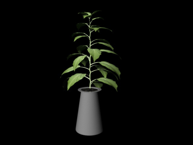 Broad Leaf House Plant 3d model download — 3D model download