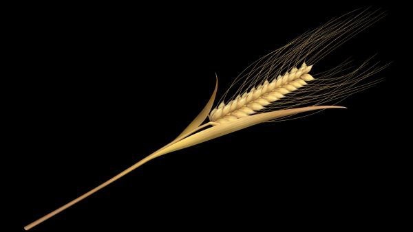 Wheat Spikelet Stem 3d model download — 3D model download