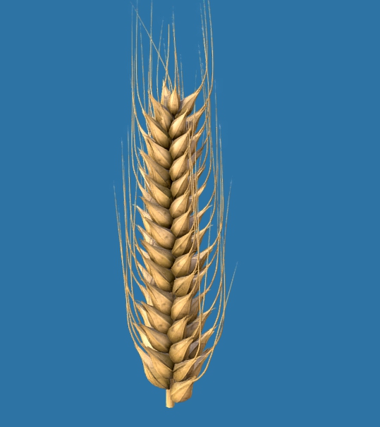 Ear Of Wheat 3d model download — 3D model download