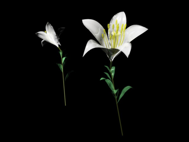 White Lily Flower 3d model download — 3D model download