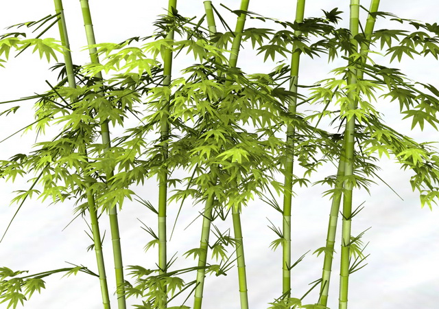 Bamboo Plants 3d model download — 3D model download