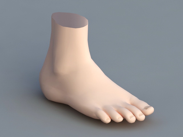 Human Foot 3d model download — 3D model download
