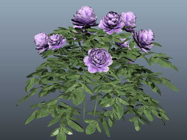 Purple Chinese Rose 3d model download — 3D model download