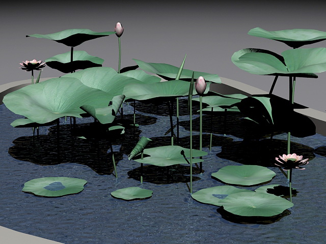 Water Lily Pond 3d model download — 3D model download