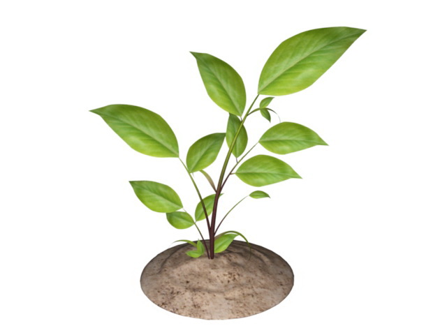 Little Tree 3d model download — 3D model download