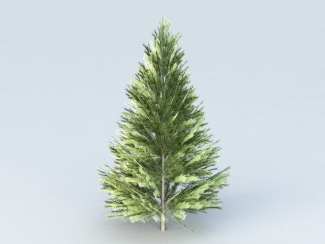 Evergreen Fir Tree 3d model download — 3D model download