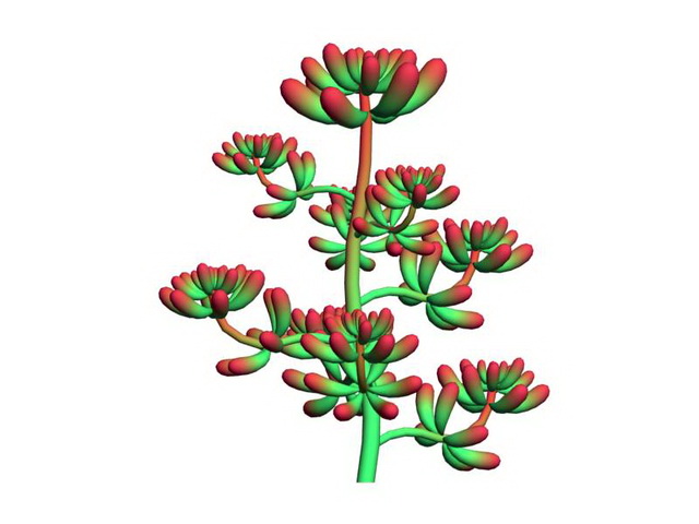 Red Sedum Pachyphyllum 3d model download — 3D model download