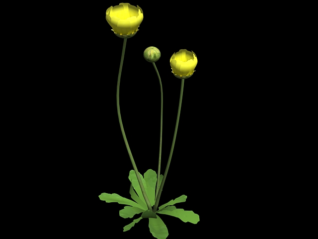 Wild Buttercup Flower 3d model download — 3D model download