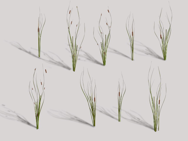 Cattails Plant 3d model download — 3D model download