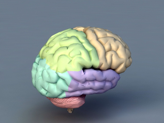 Human Brain 3d model download — 3D model download