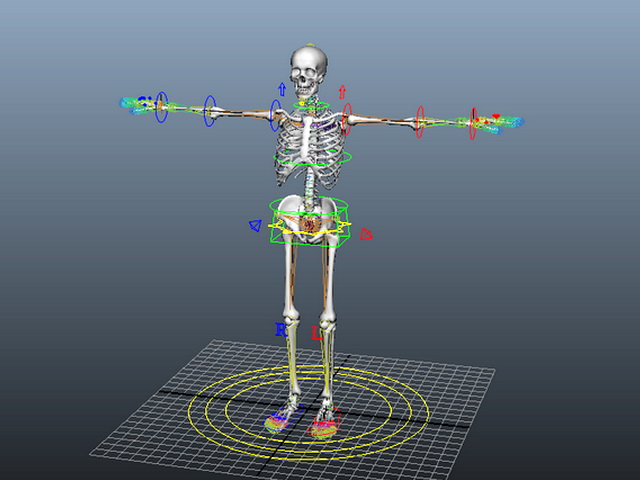 Human Skeleton Rig 3d model download — 3D model download