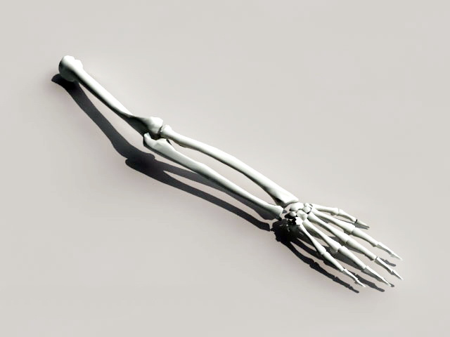 Arm Skeleton 3d model download — 3D model download