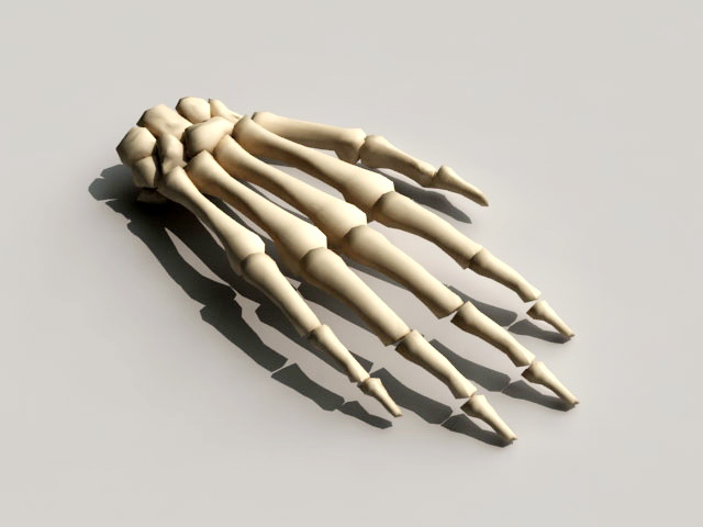 Hand Bone 3d model download — 3D model download