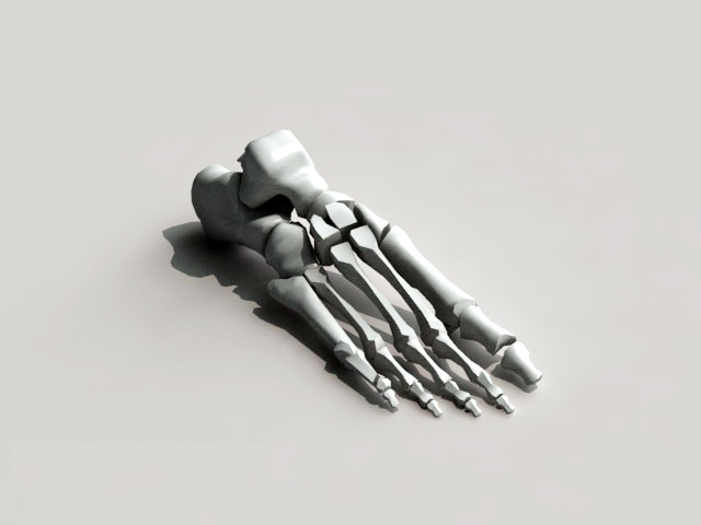 Foot Skeleton Bone 3d model download — 3D model download