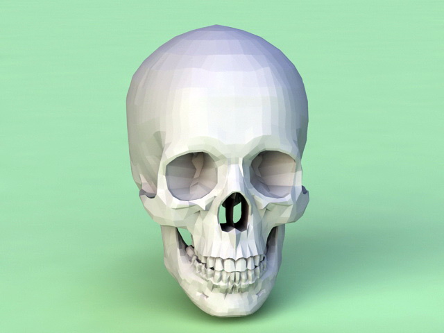 Human Skull 3d model download — 3D model download