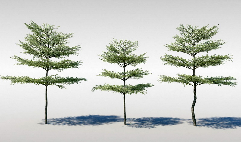 Kalahari Terminalia Tree 3d model download — 3D model download