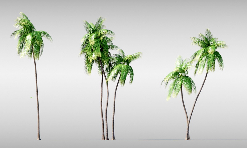 Palm Trees 3d model download — 3D model download
