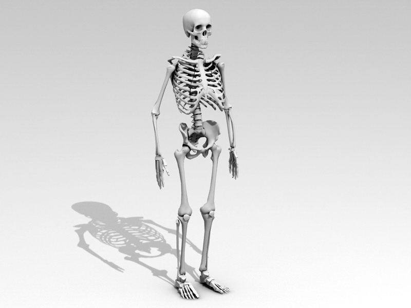 Human Anatomy Skeleton 3d model download — 3D model download