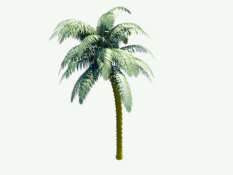Palm Tree 3d model download — 3D model download