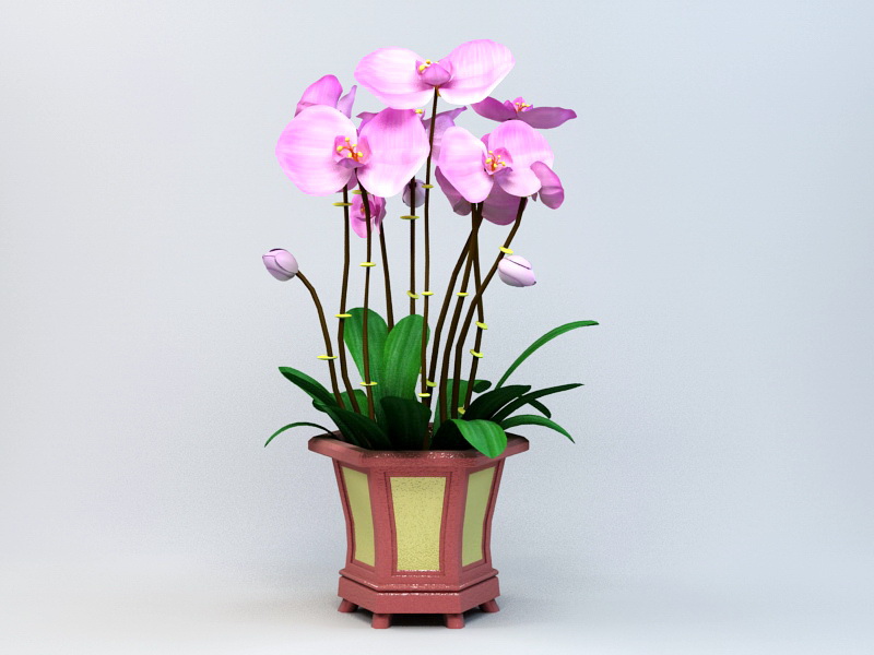 Potting Phalaenopsis Orchid 3d model download — 3D model download