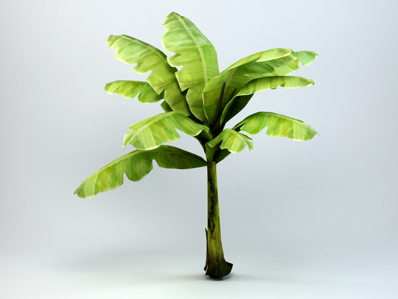 Dwarf Banana Tree 3d model download — 3D model download