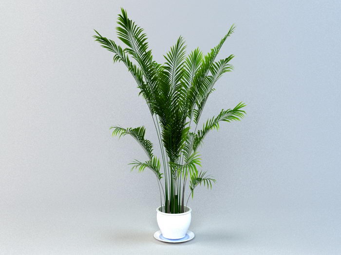 Areca Palm Potted Plant 3d model download — 3D model download