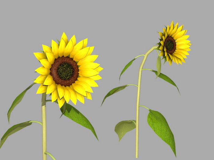 Sunflowers Plant 3d model download — 3D model download