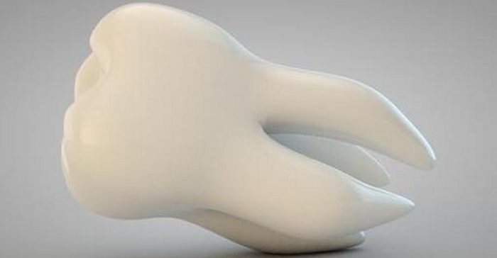 Human Teeth Bone 3d model download — 3D model download