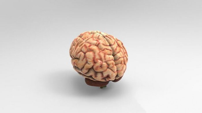 Human Brain 3d model download — 3D model download