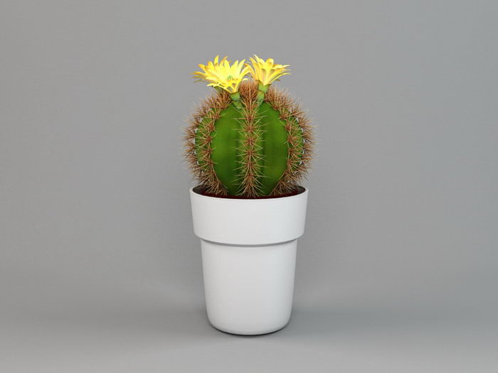 Potted Cactus Plant 3d model download — 3D model download