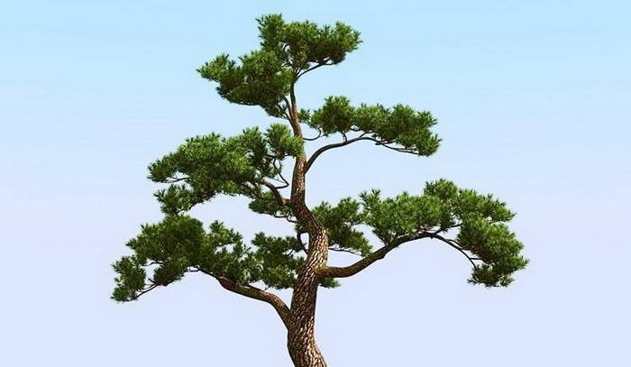 Japanese Pine Tree 3d model download — 3D model download