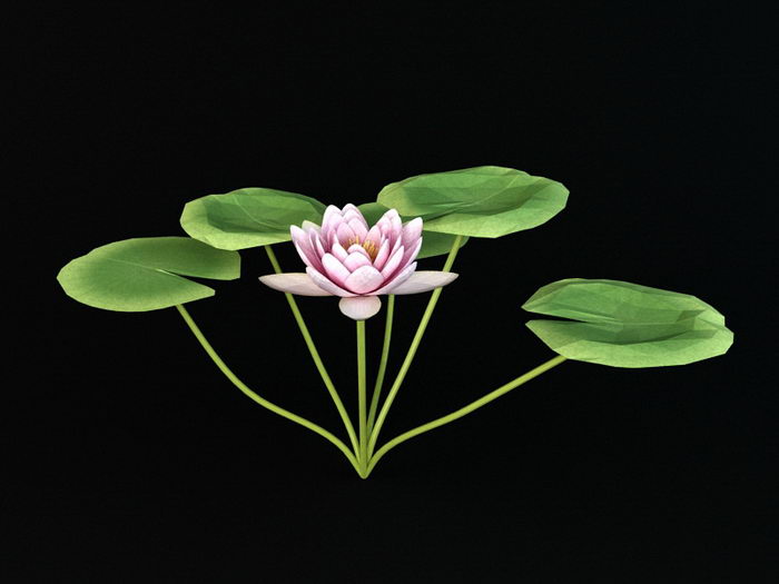 Nymphaeaceae Water Lily 3d model download — 3D model download