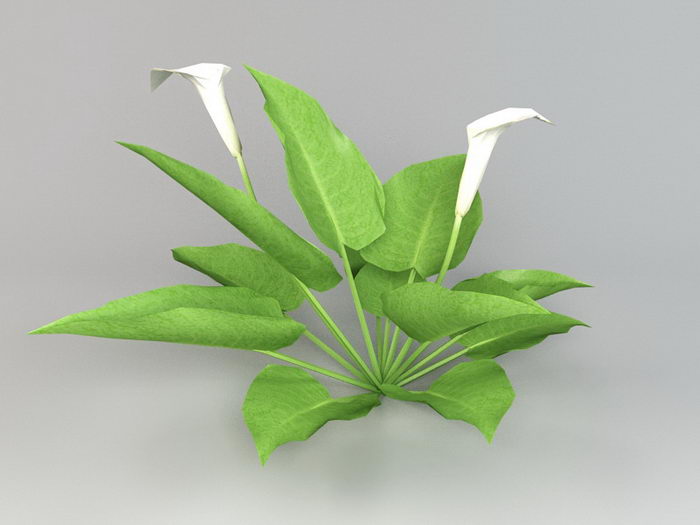 Calla Lily Plant 3d model download — 3D model download