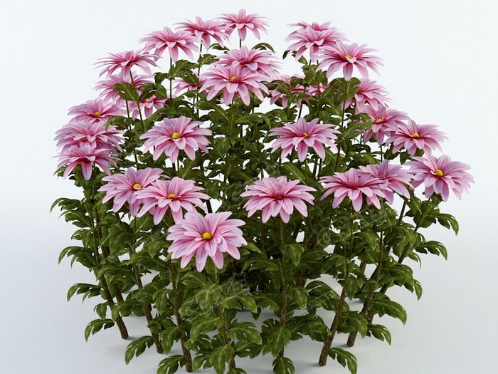 Hrizantema Flowers 3d model download — 3D model download
